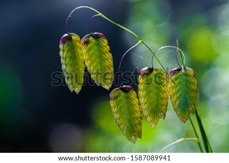 Green seed heads of Briza maxima (known as blowfly grass) Royalty-Free Stock Photo #1587089941