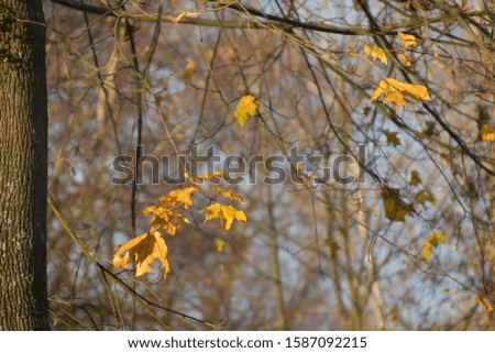 Autumn morning sun yellow tree