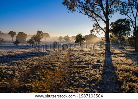 Winter morning in Mulligans Flat Nature Reserve, Australian Capital Territory on a sub-zero temperature.