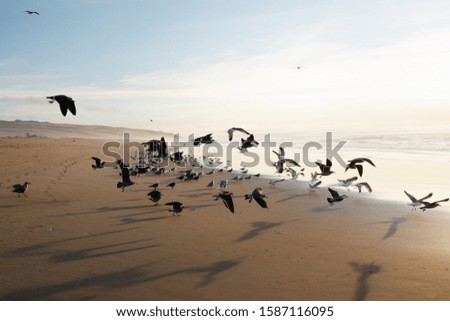 Flock of flying birds on the beach at sunset