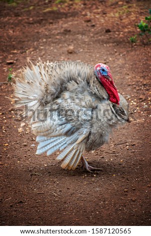 turkey bird showing off in the yard of a farm in the state of Mato Grosso do Sul