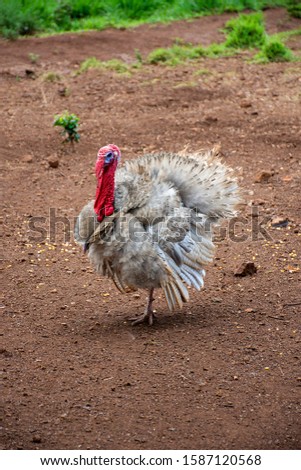 turkey bird showing off in the yard of a farm in the state of Mato Grosso do Sul
