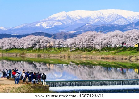 Cherry blossoms along the River Shiroishi-gawa.Zao Mountains over there.Ogawara Miyagi Japan.Middle April. Royalty-Free Stock Photo #1587123601
