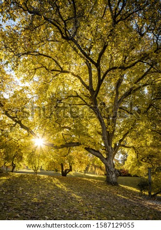 A beautiful scenery of sunburst through autumn tree Wanaka in New Zealand