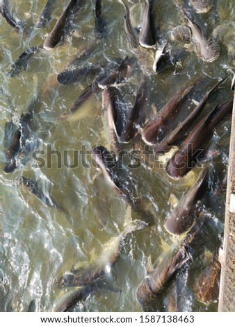 STRIPED CATFISH forage in the river.