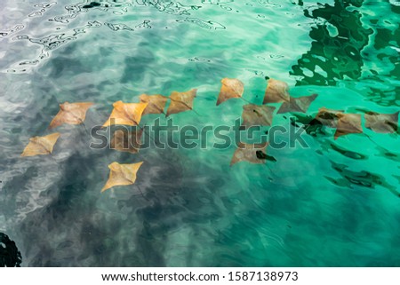 Ecuador, Galapagos on Santa Cruz Island. A group of golden Rays in the clear turquoise water. Royalty-Free Stock Photo #1587138973