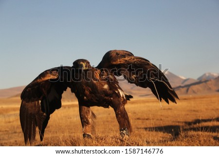 A picture of a golden eagle ready to fly in a deserted area with mountains on the blurry background