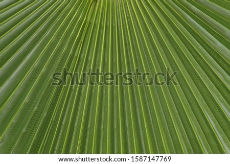 Natural green background. Palm leaf texture. Cropped shot, horizontal, closeup, free space. Concept of design and nature.