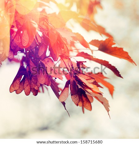 Autumn background Royalty-Free Stock Photo #158715680