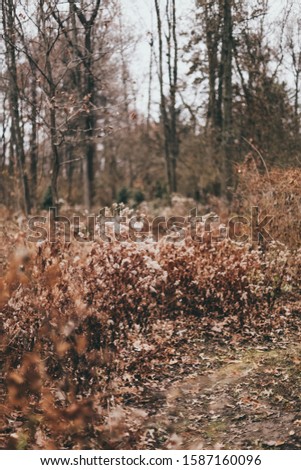 Amazing closeup of beautiful dry leaves and plants in a forest during golden Autumn
