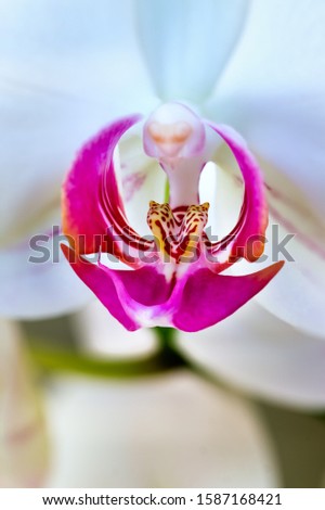Macro photo of the labellum, callus and throat of a Phalaenopsis - Moth white and violet orchid.
