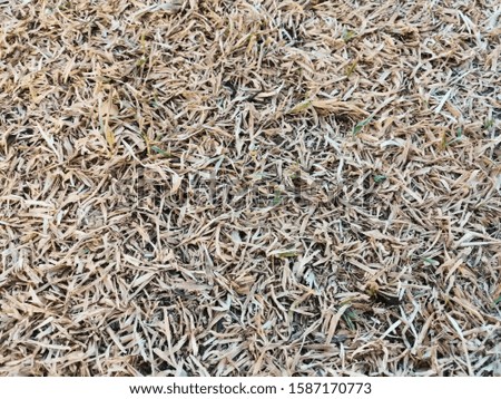 The dry grass caused by the picture of dry and cold weather