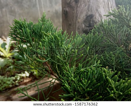 fir leaves in the garden and tree trunk as the background, nature photo object