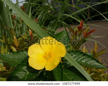 yellow flower and leaves, nature photo object
