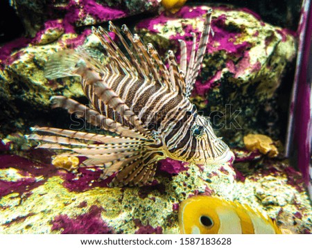 close up Lionfishes underwater world and coral colorful background