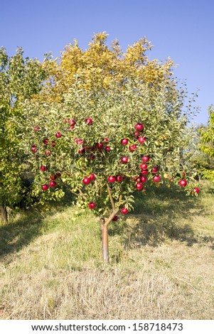 Red Apple Tree, Armenia