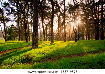 Golden Gate Park in Sunset Royalty-Free Stock Photo #158719595
