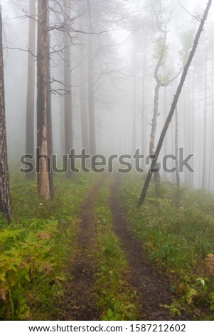thick misterious fog in forest, mystical dirt road in haze, smoke from fire forest