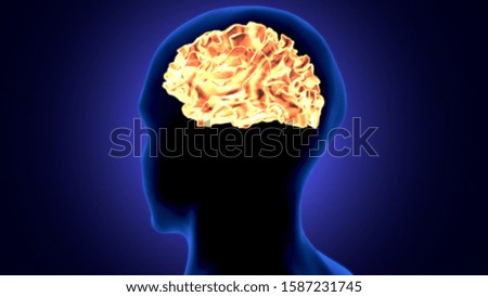 3d render of human body brain anatomy
