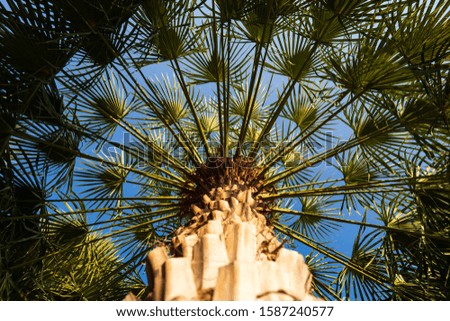 Blurred palm leaf on blue sky background 