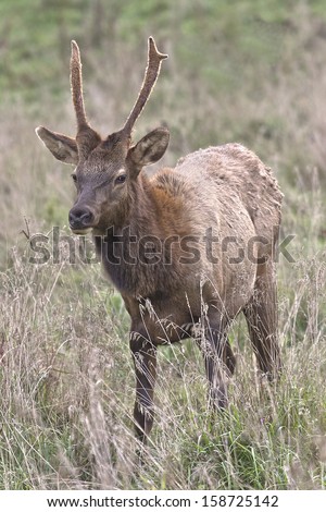 Spike Bull Elk - Photograph taken during the rut in Elk County, Elk State Forest, Benezette, Pennsylvania