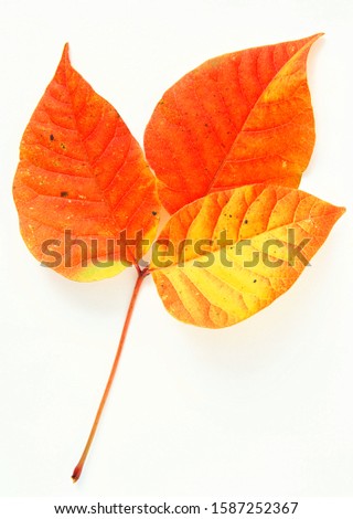 leaf photo.texture of an isolated red leaf against a white background.photo nature