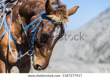 The brown horse is a vehicle for traveling in remote and remote areas.