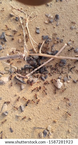 small ants in group. ant hive.