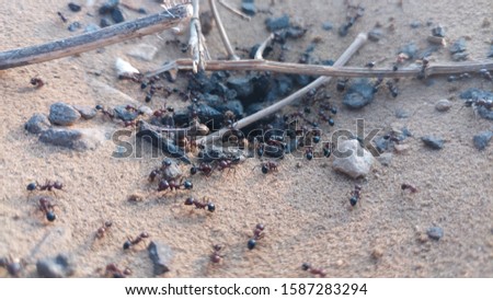 ant in group. ant hive. insects.