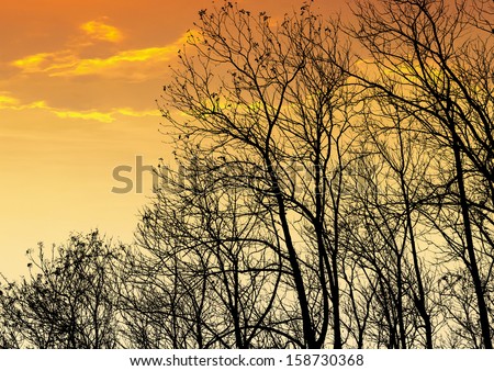 silhouettes of the trees in sunset