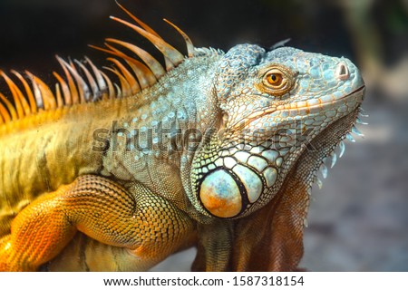 Giant iguana portrait is resting. This is the residual dinosaur reptile that needs to be preserved in the natural world Royalty-Free Stock Photo #1587318154