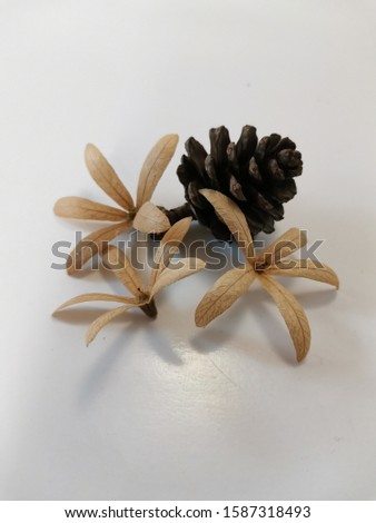 Pine seeds and dried flower on white background.