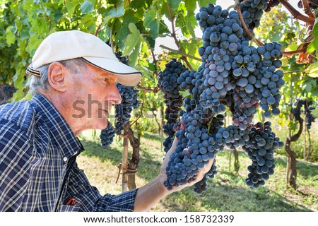 Senior wine-maker checking the quality of grapes Royalty-Free Stock Photo #158732339