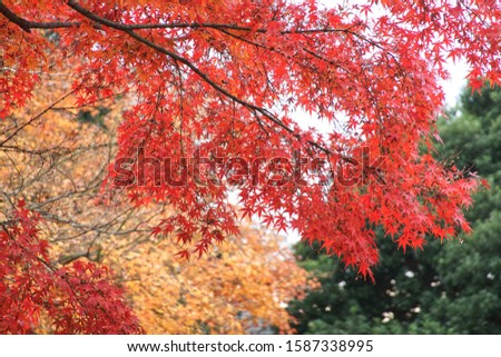 Maple leaves  during autumn in Japan