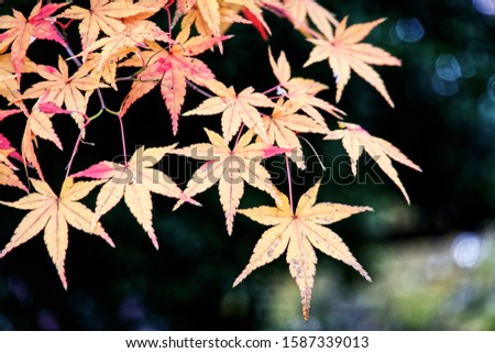 Maple leaves  during autumn in Japan
