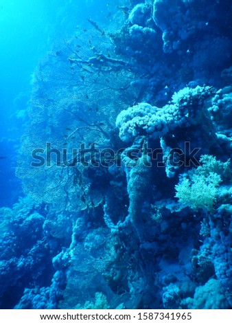 Woodhouse Reef - Egypt : Table coral