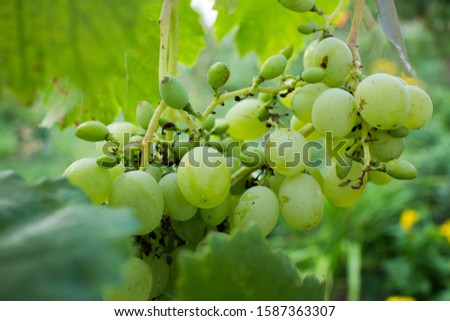Bunches of green grapes in the garden