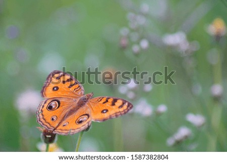butterfly preched on a flower