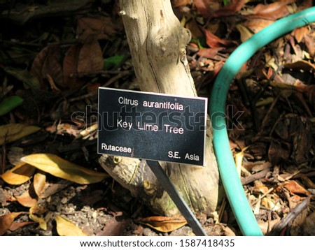 A sign and the trunk of a Key Lime tree (Citrus aurantifolia) on Key West.