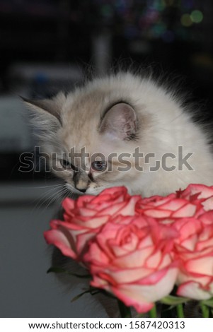 Neva masquerade cat, she is still very small, she is 3 months old. the first time she sees flowers. the kitten is surprised, interested and very carefully acquainted with the rose.