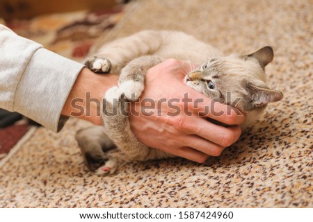 playful white thai kitten biting human fingers
