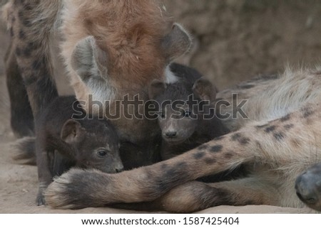 Young Spotted Hyena pups Kruger