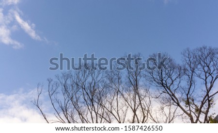Upward view  image to dry fallen twig ang branches of sakura tree in autumn season on blue sky background
