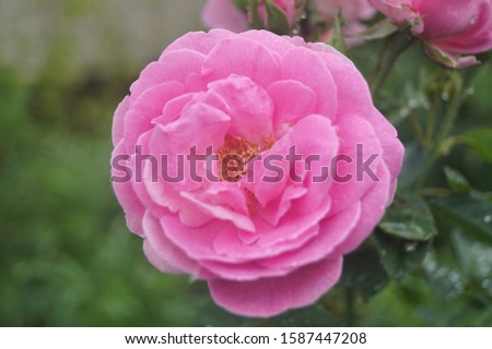 pink rose flower stock photo
