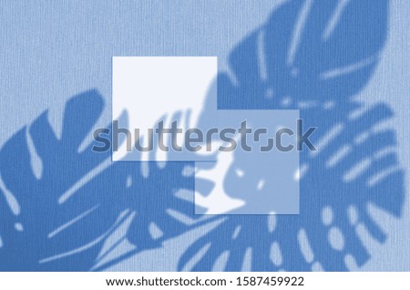 Business card Mockup. Natural overlay lighting shadows the monstera leaves. Square business cards. Scene of Leaf Shadows. Color of the year 2020 classic blue