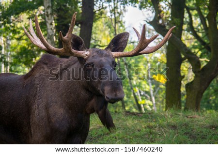 The moose (North America) or elk (Eurasia), Alces alces, is a member of the New World deer subfamily and is the largest and heaviest extant species in the deer family.