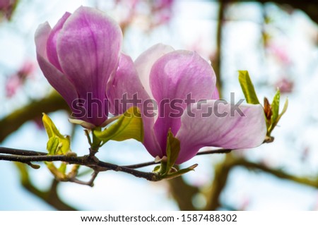 Close up of pink magnolia blossoms. Spring floral background with magnolia flowers on blurry backgroud. Blooming Magnolia tree. Selective focus