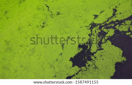 Azolla plant floating on water pond, green plant and water background.
