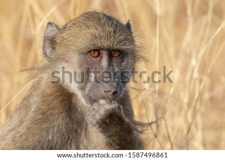Baboon in the Kruger Park