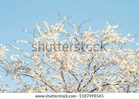 Tree branches in the snow against the blue sky.
